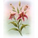 PRINT ROB POHL COLLECTION Lilies B